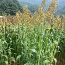 쥐눈이콩,적두팥,찰옥수수쌀,찰수수 최저가로 판매합니다. 이미지