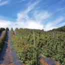 마리네 농장 이미지