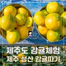 성산농원 | 제주 감귤체험 제주도 동쪽 성산 감귤따기 후기