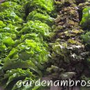 쌈채우리 이미지