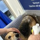 올리스24셀프목욕 이미지