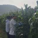행복옥수수