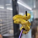 파충류샵 렙타일스테이션 이미지