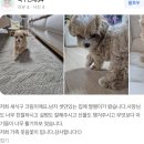 도그송 강아지분양 인천 송도점 이미지