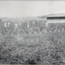 사금농장 이미지