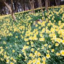 숲속에는 이미지