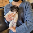 코코독(cocodog) | 코코독 분양후기 봄봄봄 이왔어요~♬♬♪