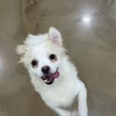 똥꼬발랄의 정석 이미지
