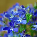 로벨리아 이미지