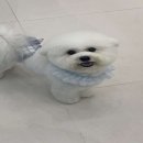 준펫살롱 이미지