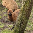 장인목장2 이미지