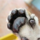 (주)호랑이가게 이미지