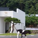 유진목장 이미지