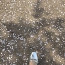 성라초교길 네이버블로그