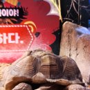 테이블에이 이미지