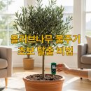 올리브나무 이미지