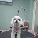 배츄네펫살롱 이미지