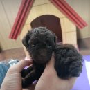 댕댕이미용 이미지