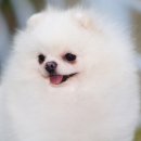 화이트폼 이미지