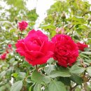 종합운동장 메타세콰이어길 이미지