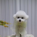 항상,예쁘개 이미지
