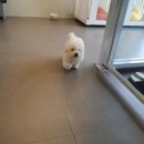 퍼피원데이 이미지