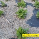 으뜸농장 1 이미지