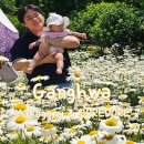 도레도레주 | 강화도 데이지 카페 마호가니 도레도레 솔직후기 | 8개월 아기와 5월 샤스타데이지 보러 다녀온 강화도...