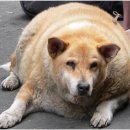 스토리펫 이미지