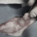 상록 동물병원 이미지