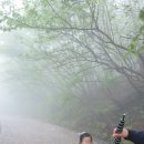 지리산청과