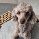 클로버덴탈 | [일상 포토덤프 5주차] 우리집 강아지 쵸키, 강아지 덴탈껌 추천