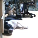 똑똑하개 이미지