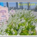포천천1 Daum카페