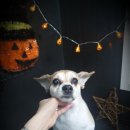 토리애견샵 이미지