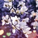 꽃피는 봄날 이미지