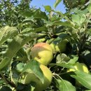 부해농장 이미지