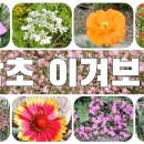 가을 노지 직파 하는 꽃 15종 /김영자꽃피는마당 동영상 이미지