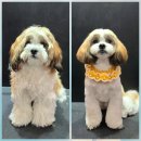 시루 반려견 미용 이미지