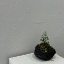산사네일