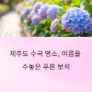 제주도 수국 명소, 여름을 수놓은 푸른 보석