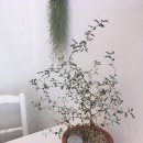 성남초등학교 후문 이미지