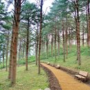 소나무숲 이미지