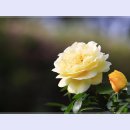 곡성-080 이미지