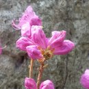 청산도봄 이미지