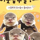 이웃집수달