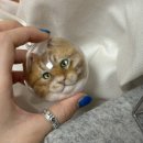 정성바잉