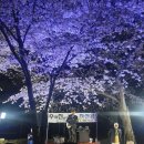 4/8(수) 인천대공원 벚꽃축제 평일 야간 벚꽃놀이 공지 이미지