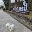 제주 달리 | 제주항공 김포-제주 왕복 강아지 탑승 후기