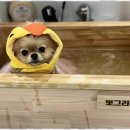 루원시티독 이미지